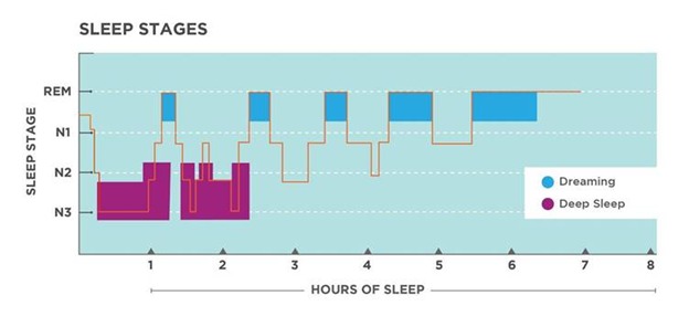 Sleep Stages chart showing REM, N1, N2, and N3 sleep stages across 8 hours of sleep, with deep sleep concentrated in early cycles and dreaming (REM) periods increasing in length toward the later hours of sleep